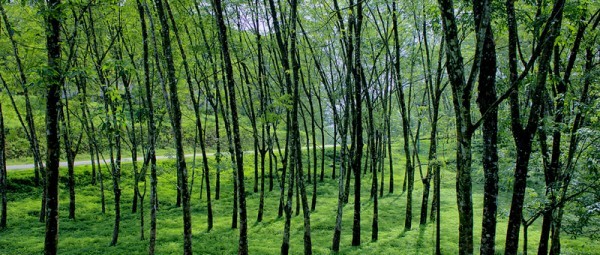 Sri Lanka rubber trees