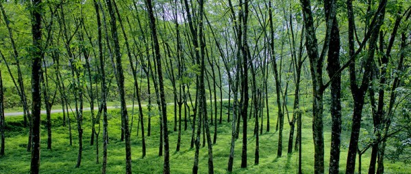 Sri Lanka rubber trees